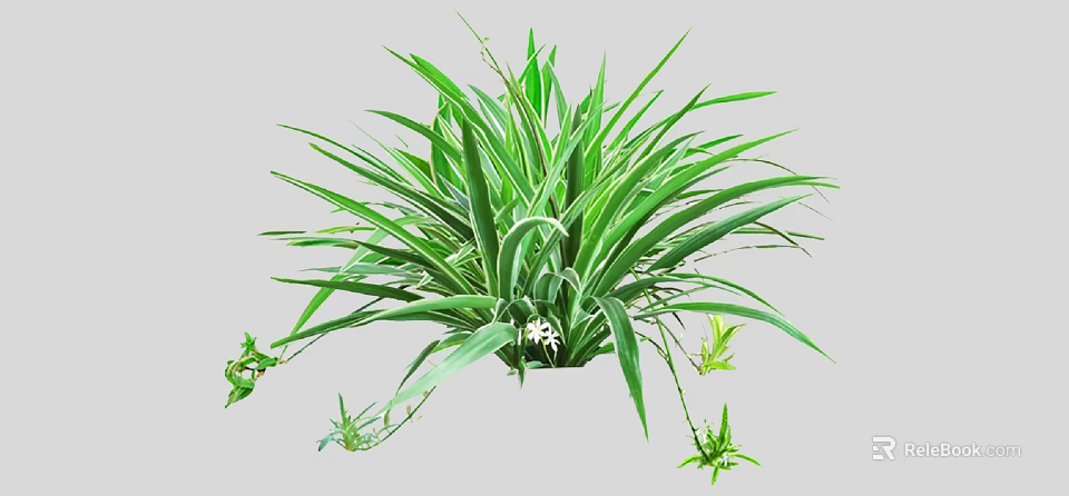 Green Leafy Plant With Long Leaves Small White Flowers And Young Shoots 3d model 