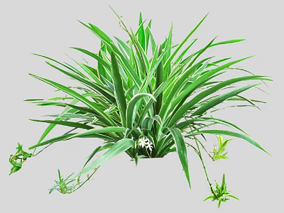 Green Leafy Plant With Long Leaves Small White Flowers And Young Shoots 3d model