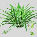 Green Leafy Plant With Long Leaves Small White Flowers And Young Shoots