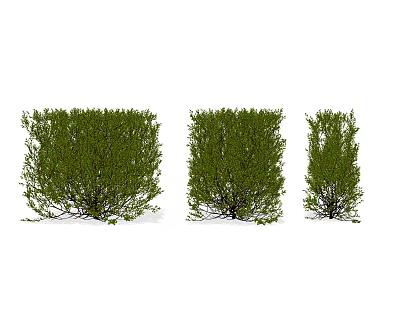 Modern shrubs 3d model