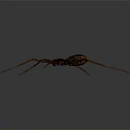 Large Spider With Long Legs And Dark Striped Body On Gray Gradient Background