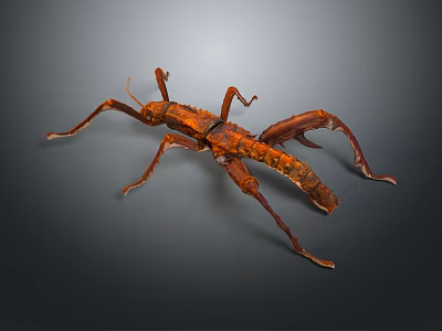 Brown Stick Insect With Elongated Body And Long Legs On Dark Background 3d model