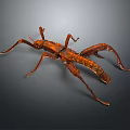 Brown Stick Insect With Elongated Body And Long Legs On Dark Background