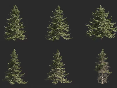 Six Different Arbor Trees Display Various Growth Forms Isolated On Black Background 3d model