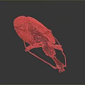 Red Beetle With Shiny Exoskeleton Detailed Texture And Long Legs On Dark Background