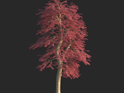 Tall Arbor With Vibrant Red Leaves And Light Colored Trunk Against Black Backdrop 3d model