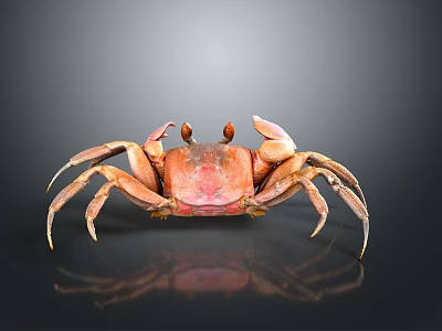 Orange Crab With Extended Claws And Reflection On Dark Background 3d model