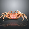 Orange Crab With Extended Claws And Reflection On Dark Background