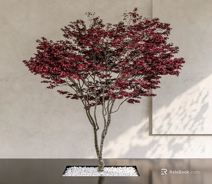 Ornamental Red Leaf Arbor Tree With Slender Trunk And White Pebble Base 3d model 