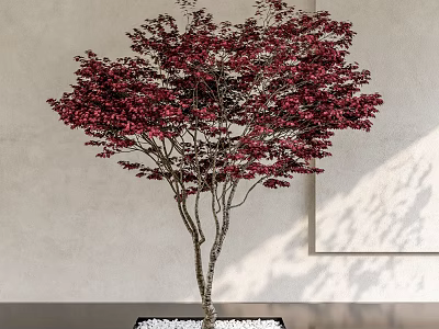 Ornamental Red Leaf Arbor Tree With Slender Trunk And White Pebble Base 3d model