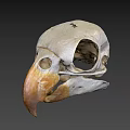 Detailed Bird Skull Skeleton Anatomical Structure With Beak And Eye Socket