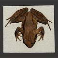 Brown Spotted Frog Sitting On White Tissue With Detailed Limbs And Eyes