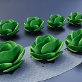 Lotus Shaped Green Succulent Plants with Multiple Specimens on Dark Background