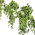Lush Green Hanging Basket Plants With Trailing Vines And Foliage For Home Decor