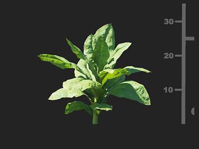 Green Leafy Crop Plant With Height Measurement Scale Showing Growth Between 20 To 30 cm 3d model