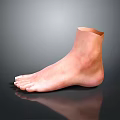 Realistic 3D Anatomical Model of Human Foot Organ Featuring Hair Details
