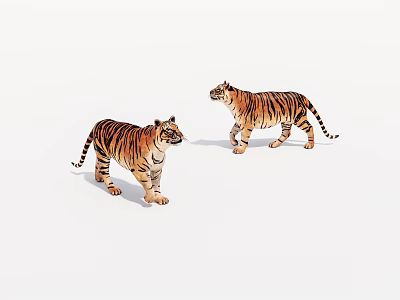 Two Realistic Tiger Models Standing On White Background With Detailed Stripes 3d model