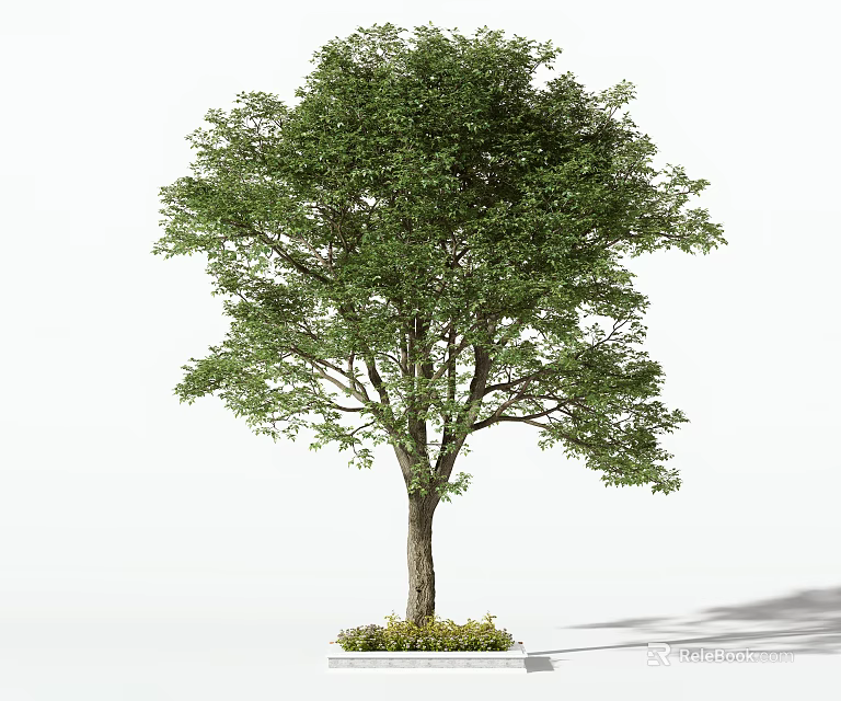 Tall Arbor Tree With Green Foliage Brown Trunk And Base Plants In White Background 3d model 