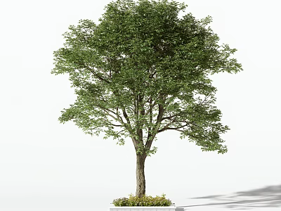 Tall Arbor Tree With Green Foliage Brown Trunk And Base Plants In White Background 3d model