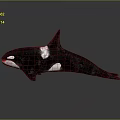 Black And White Orca Whale With Dorsal Fin Swimming Pose On Gray Reflective Surface