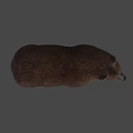 Realistic Brown Bear 3D Model Standing On Gray Background With Shadow