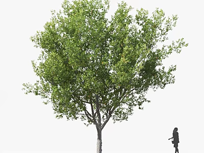Lush Green Arbor With Dense Canopy And Person Walking Nearby 3d model