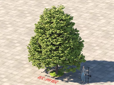 Large Arbor With Dense Green Foliage Standing 5 Meters Tall On Paved Surface 3d model