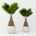 Two Potted Palm Plants With Textured Trunks In White Cracked Pots