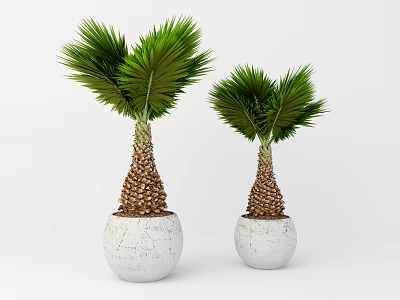 Two Potted Palm Plants With Textured Trunks In White Cracked Pots 3d model