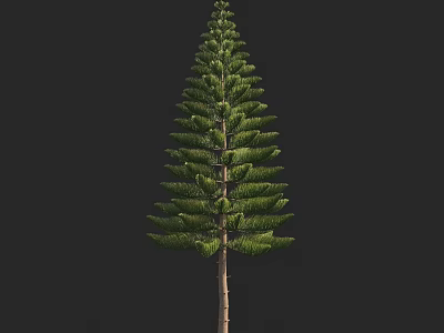 Tall Evergreen Arbor With Lush Foliage And Straight Trunk In Natural Environment 3d model