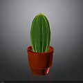Green Cactus with Yellow Spines in Red Pot on Gray Background