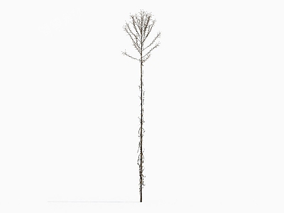 Modern broom chrysanthemum's drill-shaped aster withered grass hay 3d model