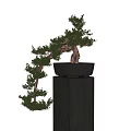 Bonsai 3d model