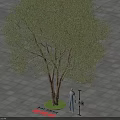 Tall Arbor With Green Foliage And Thick Trunk Standing On Paved Ground With Person Beside