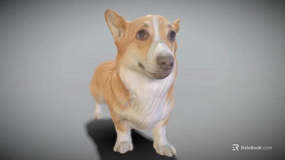 Realistic Brown And White Corgi 3D Model In Standing Pose With Detailed Features 3d model 