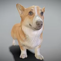 Realistic Brown And White Corgi 3D Model In Standing Pose With Detailed Features