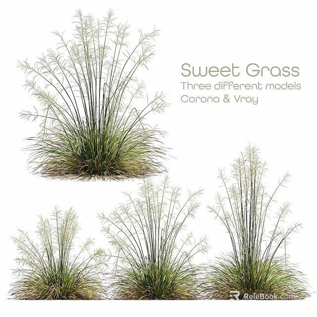 Garden Ornaments Showcasing Sweet Grass Three Different Models Carana And Vray 3d model 