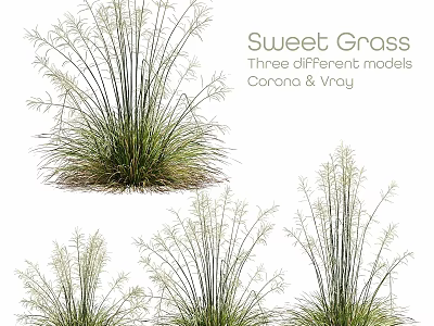 Garden Ornaments Showcasing Sweet Grass Three Different Models Carana And Vray 3d model