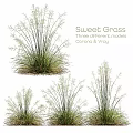 Garden Ornaments Showcasing Sweet Grass Three Different Models Carana And Vray
