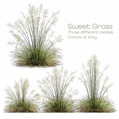Garden Ornaments Showcasing Sweet Grass Three Different Models Carana And Vray 3d model
