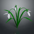 Beautiful Snowdrop Plant With Green Stems Leaves And White Flowers