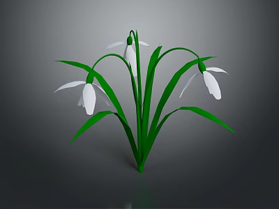 Beautiful Snowdrop Plant With Green Stems Leaves And White Flowers 3d model