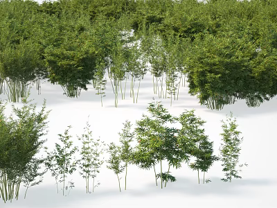 Diverse Bamboo Varieties With Various Heights Lush Green Leaves And Clusters 3d model