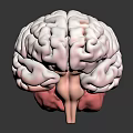 Detailed 3D Rendering of Human Brain Anatomy With Pinkish Gray Texture