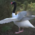 Black necked swan with red beak and white body spreading wings standing on green grassland
