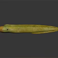 Green and Yellow Eel with Slender Body and Orange Head on Dark Surface Reflection 3d model
