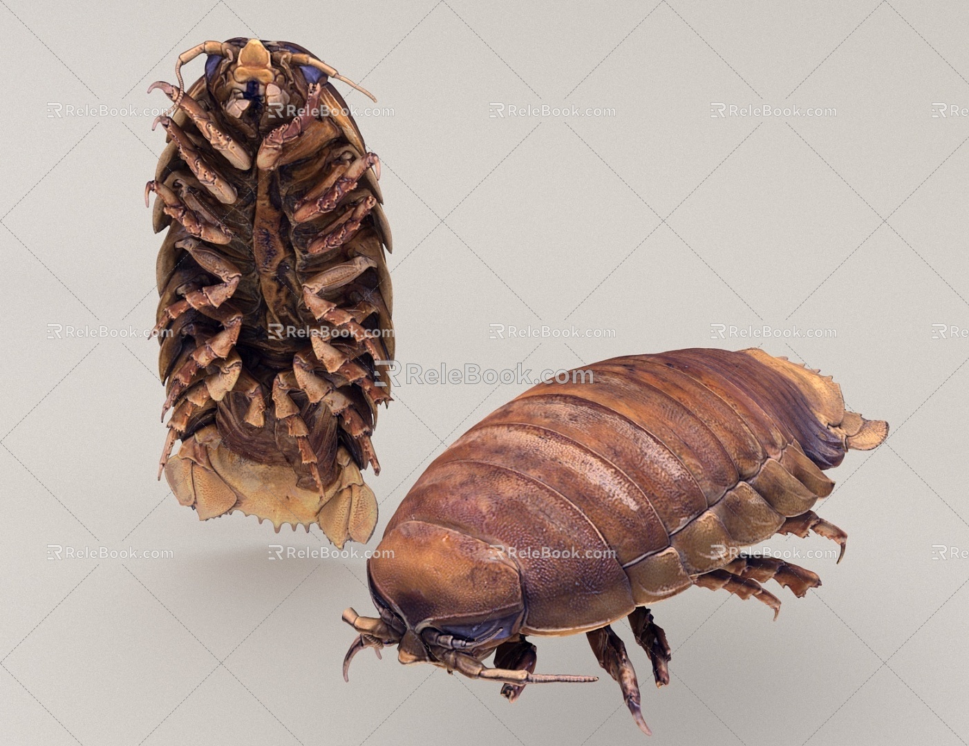 sea cockroach insect seafood 3d model