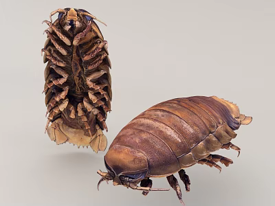 Giant Isopod Aquatic Marine Creature With Hard Exoskeleton And Segmented Body Structure 3d model