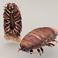 sea cockroach insect seafood 3d model