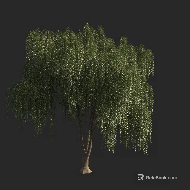 Healthy Weeping Willow Tree with Drooping Branches and Lush Green Leaves in Natural Environment 3d model 